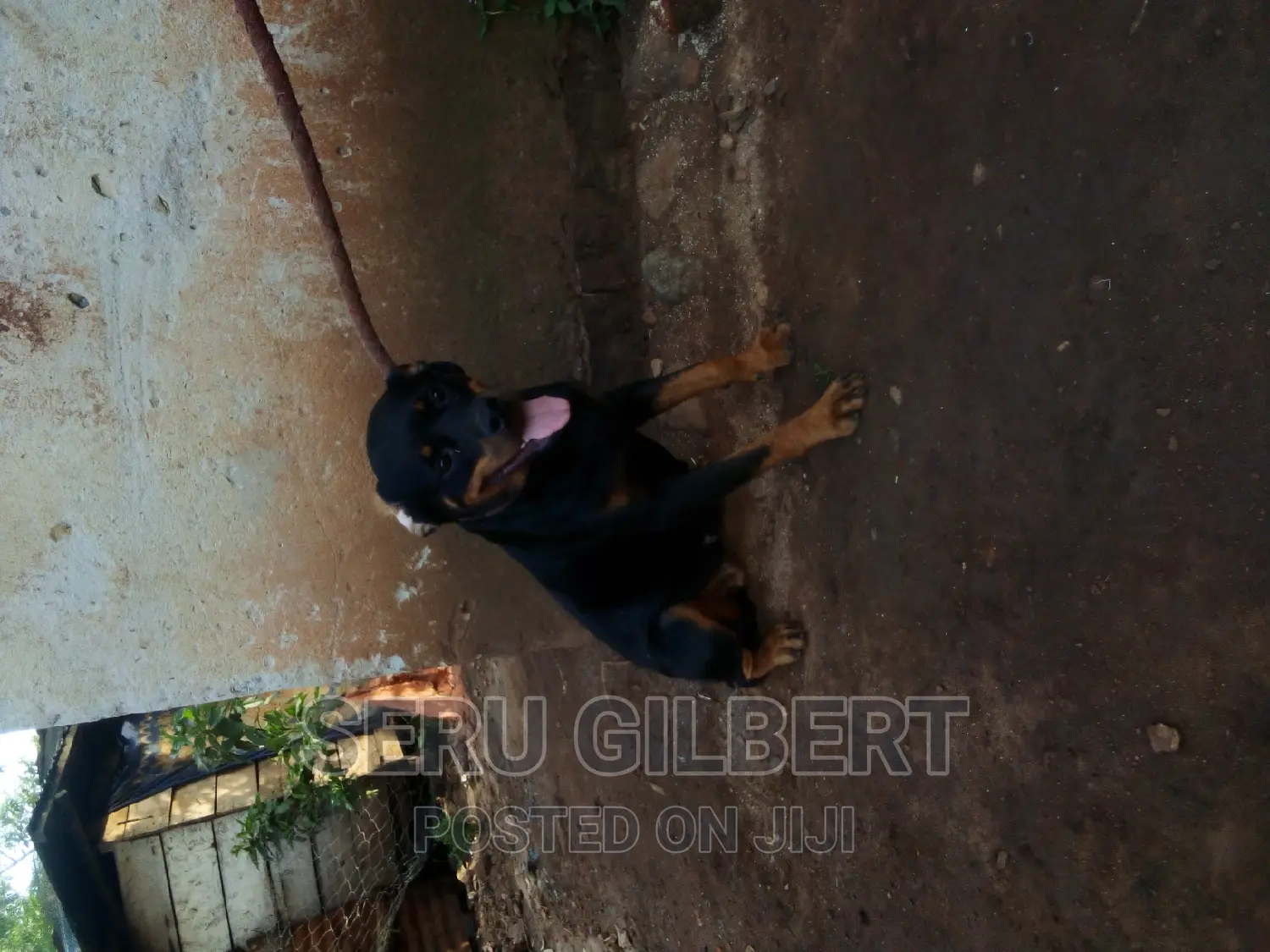 6-12 months Female Purebred Rottweiler