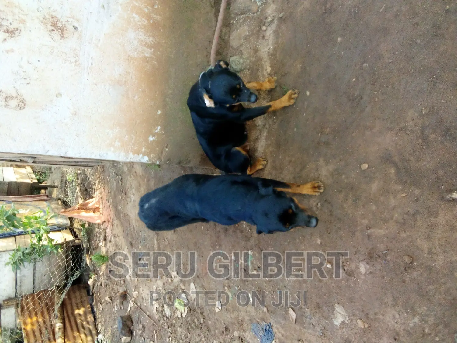 6-12 months Female Purebred Rottweiler