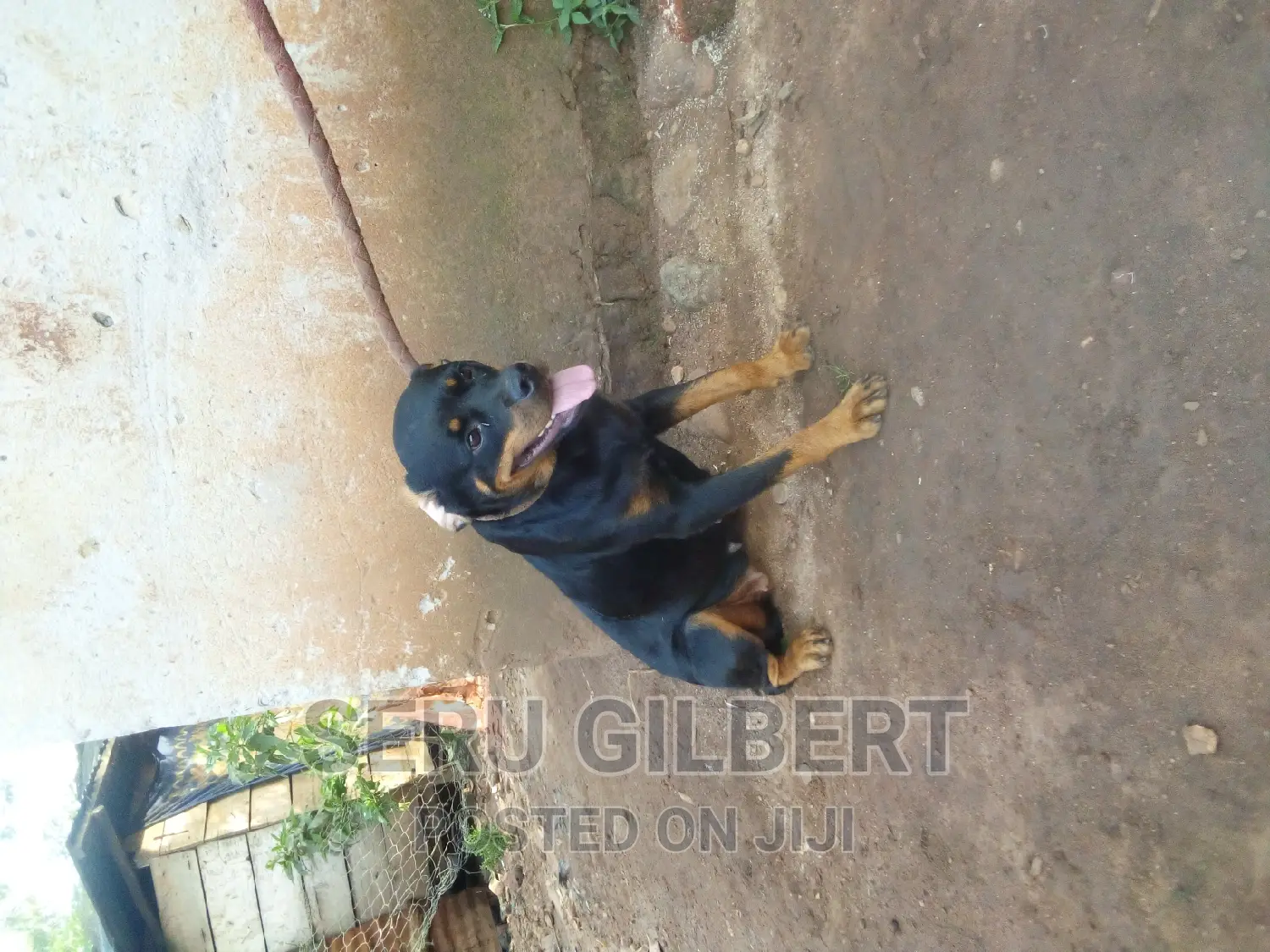 6-12 months Female Purebred Rottweiler