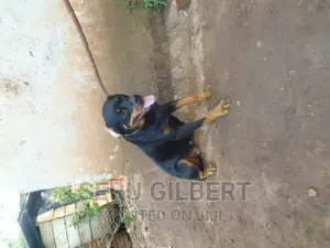 6-12 months Female Purebred Rottweiler
