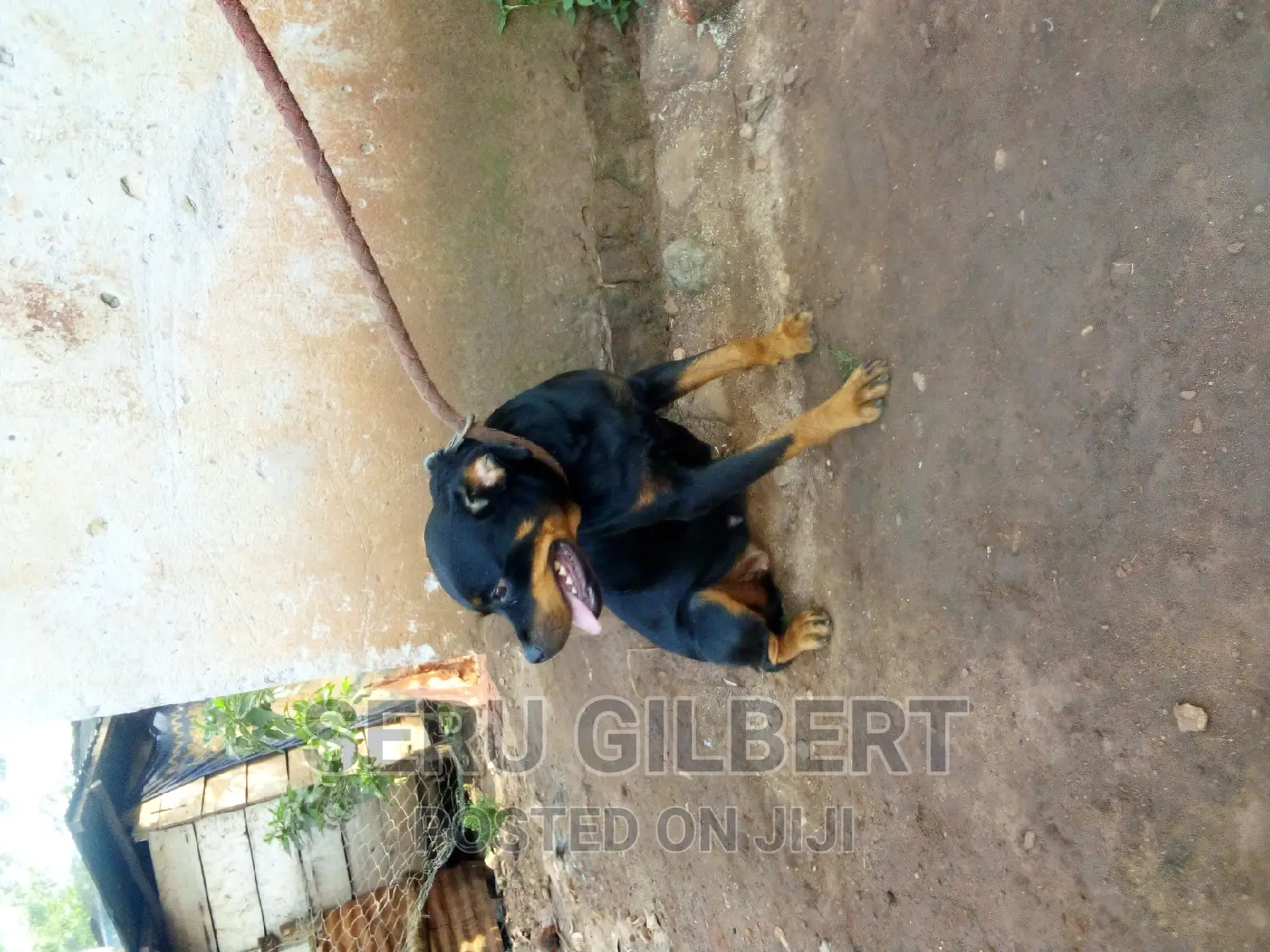 6-12 months Female Purebred Rottweiler