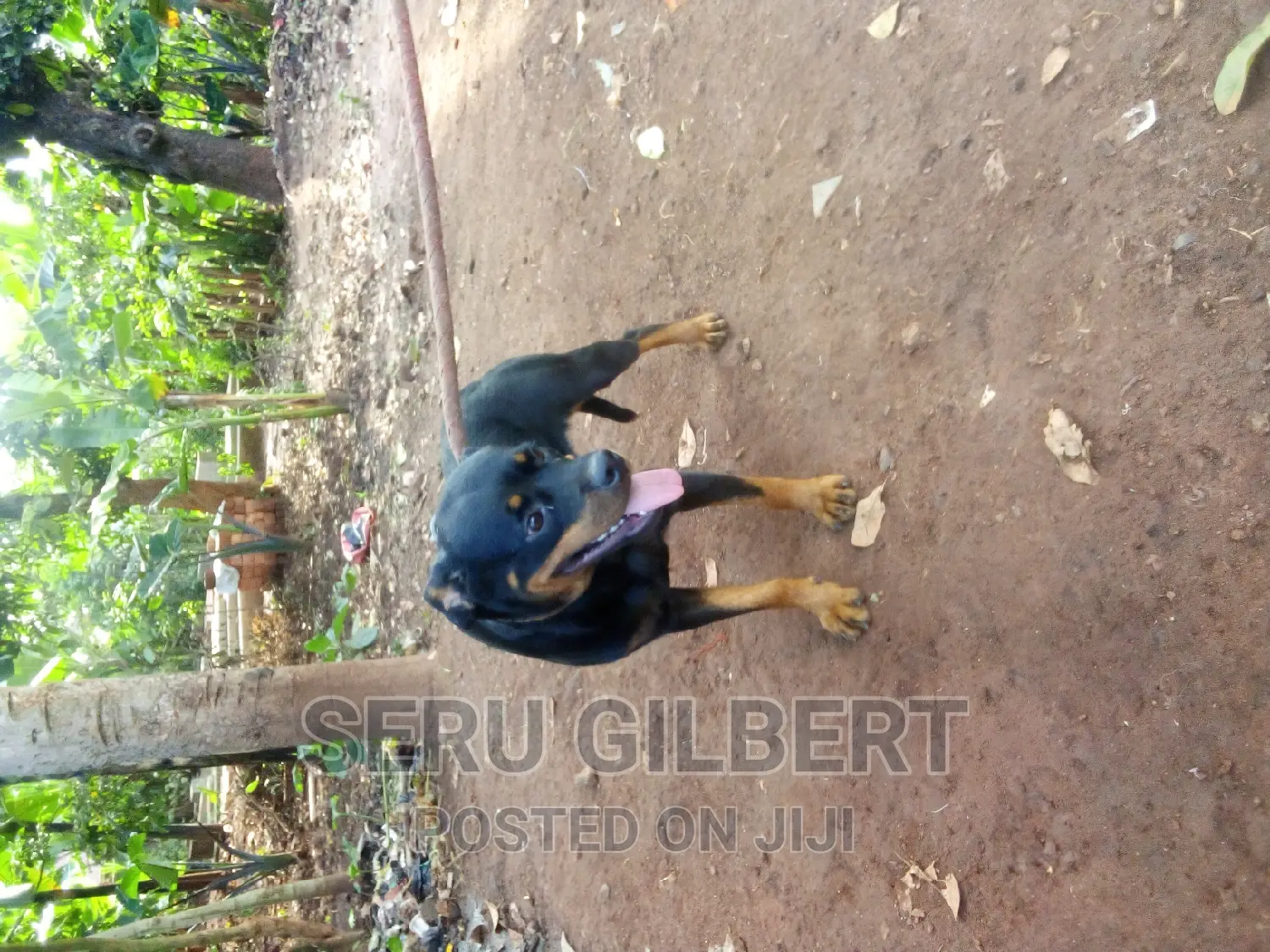 6-12 months Male Purebred Rottweiler