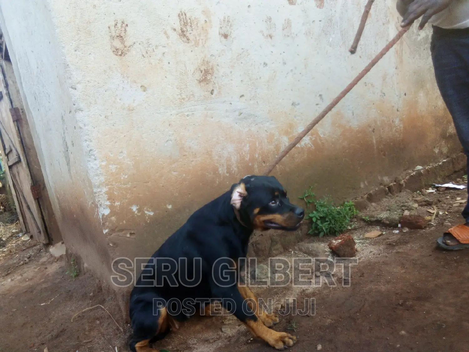 6-12 months Female Purebred Rottweiler