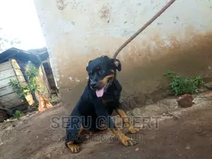 6-12 months Female Purebred Rottweiler