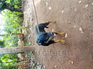 3-6 months Female Purebred Rottweiler