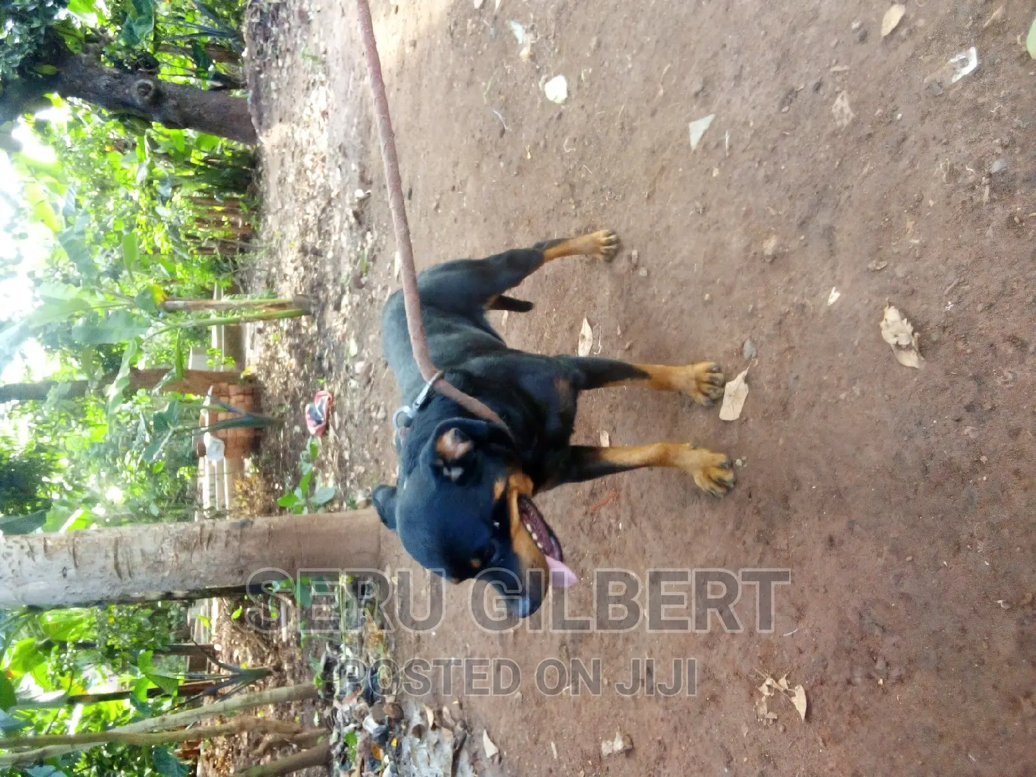 3-6 months Female Purebred Rottweiler