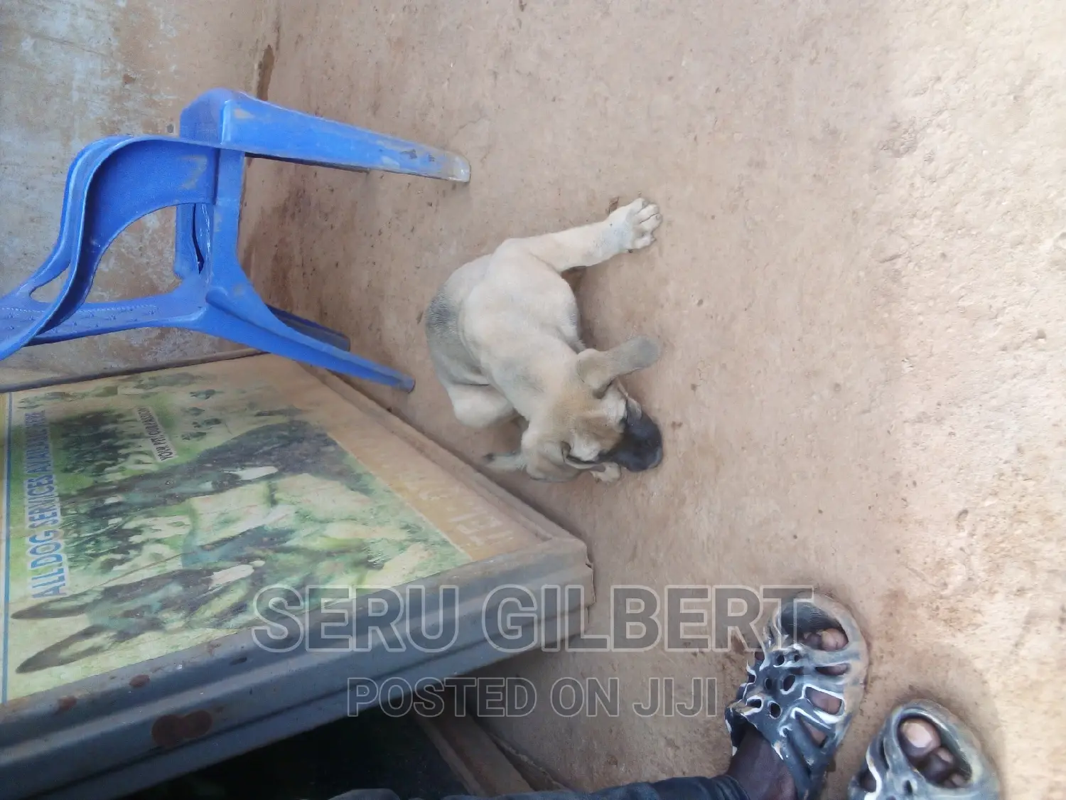 1-3 months Male Purebred Boerboel