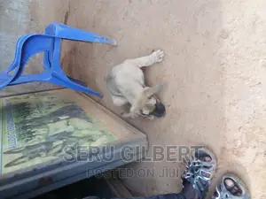 1-3 months Male Purebred Boerboel