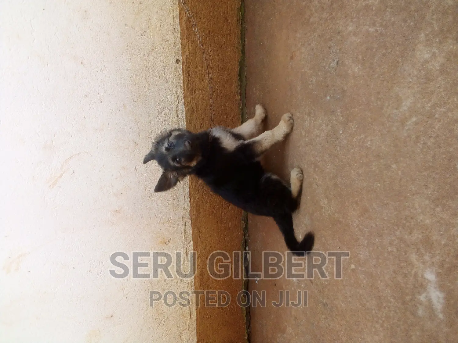 1-3 months Female Purebred German Shepherd