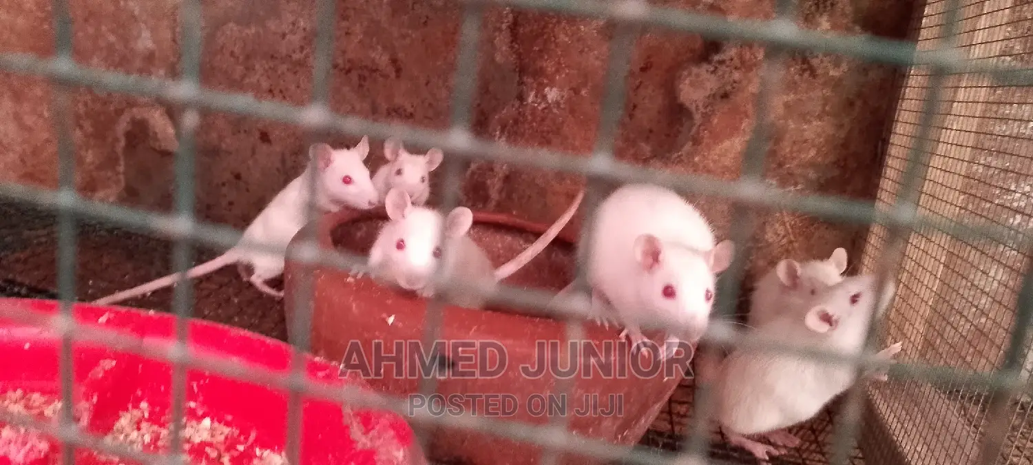 Rat Rearing
