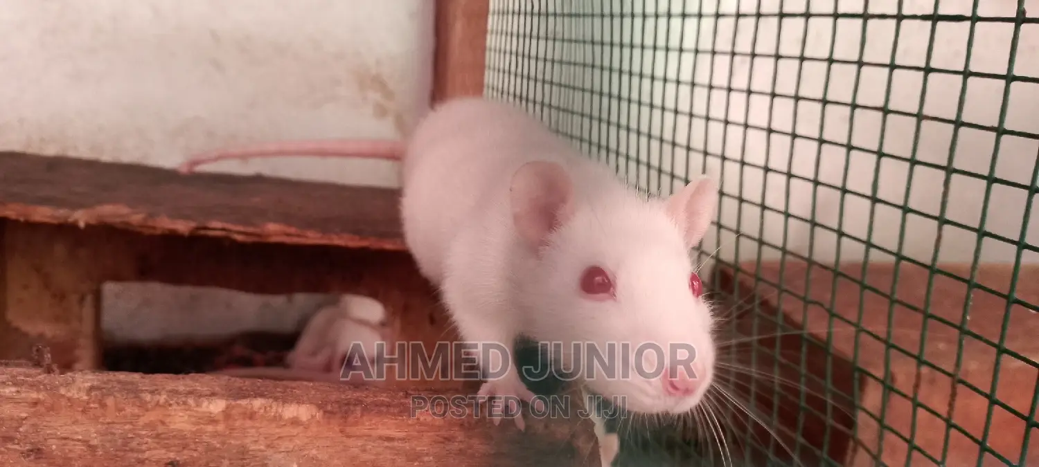Rat Rearing