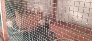 Rats for Sale