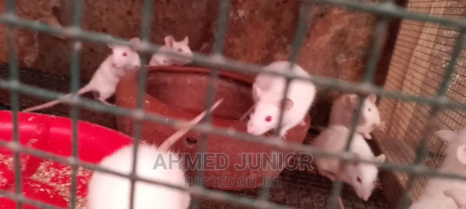 Rats for Sale