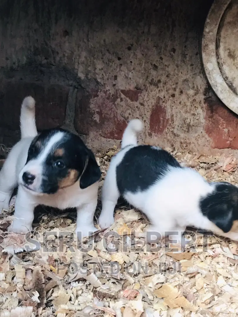 1-3 months Male Purebred Jack Russell Terrier