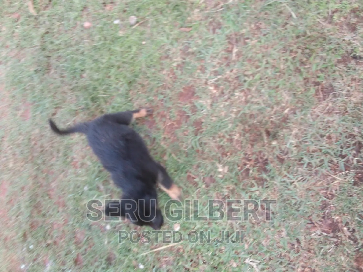 3-6 months Female Purebred German Shepherd