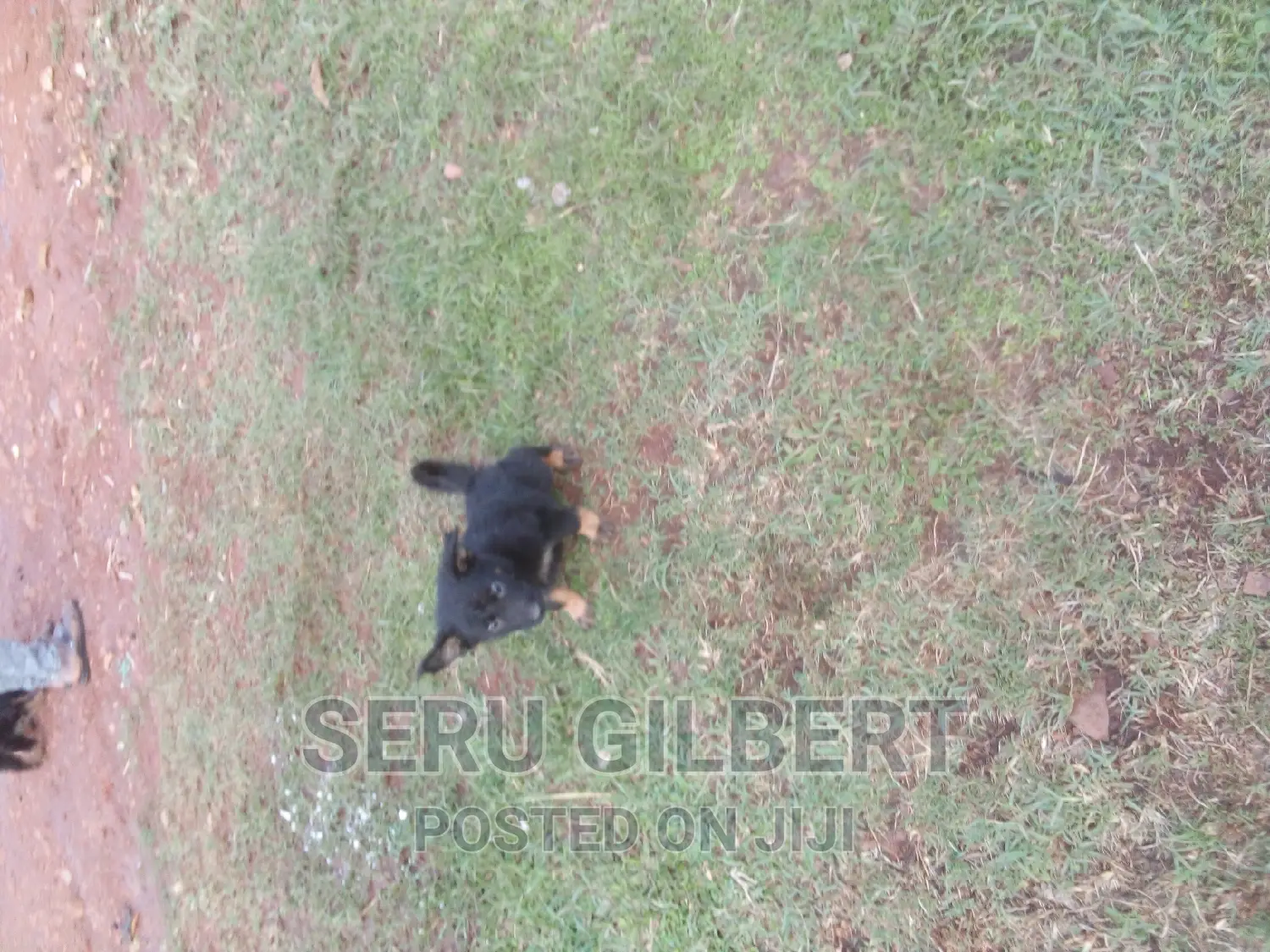 3-6 months Female Purebred German Shepherd