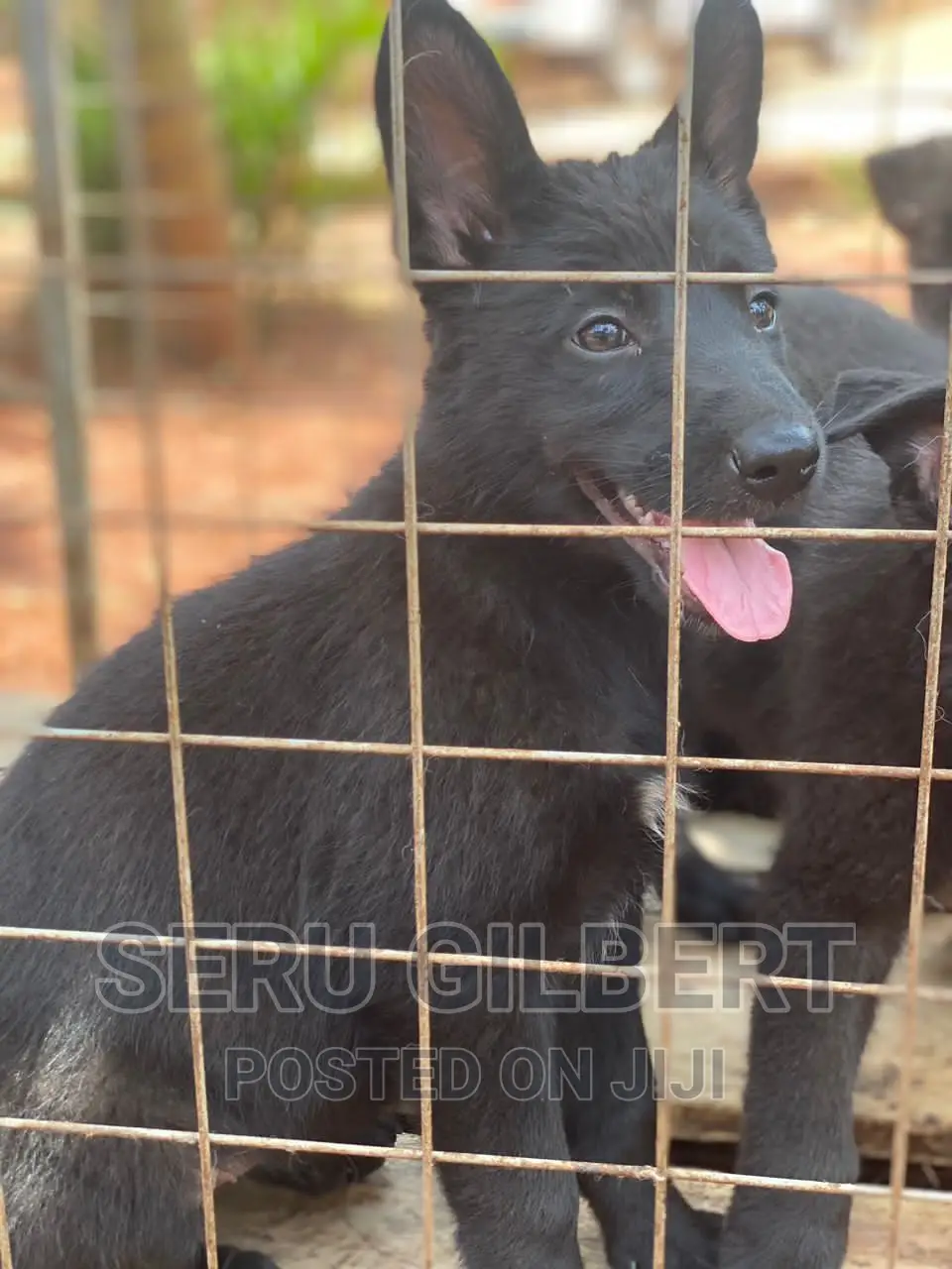 1-3 months Male Purebred German Shepherd