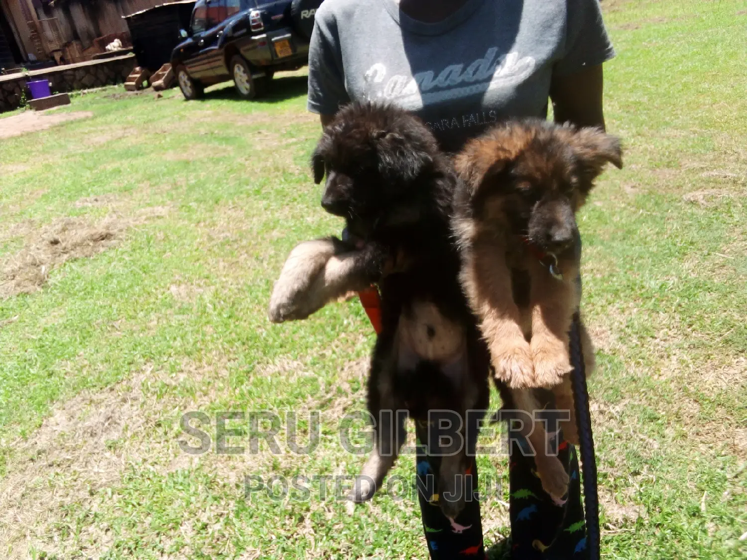 1-3 months Male Purebred German Shepherd