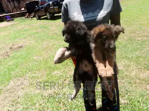 1-3 months Male Purebred German Shepherd