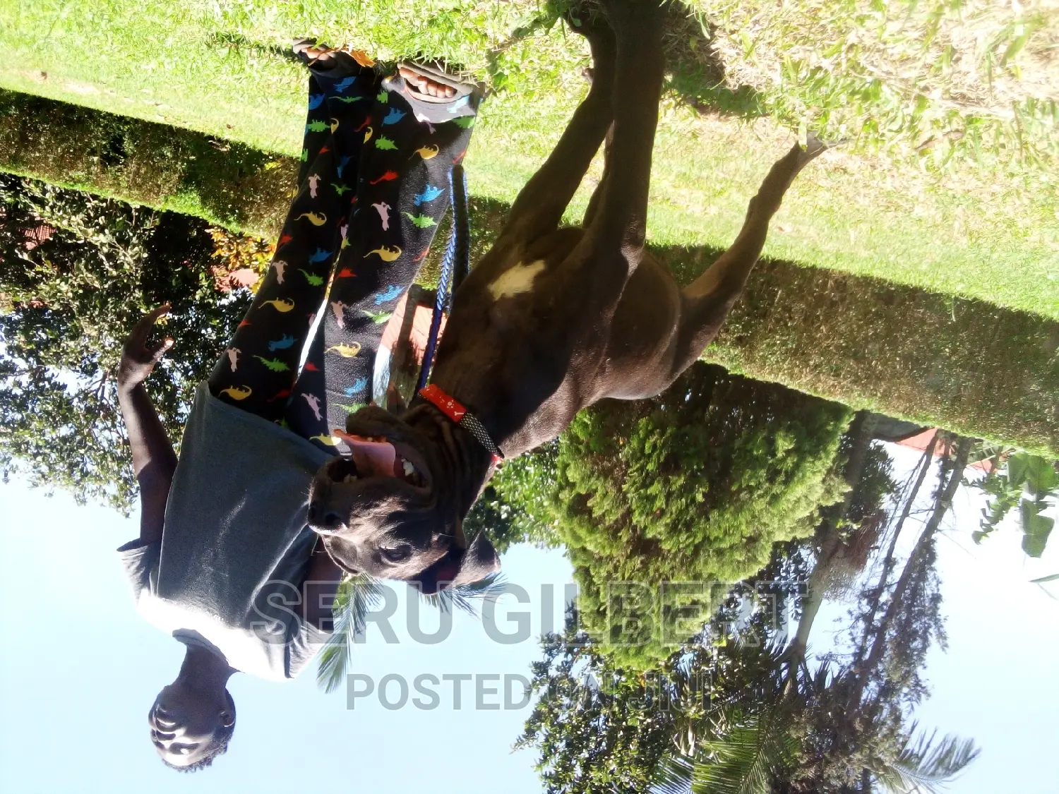 0-1 month Female Purebred Boerboel