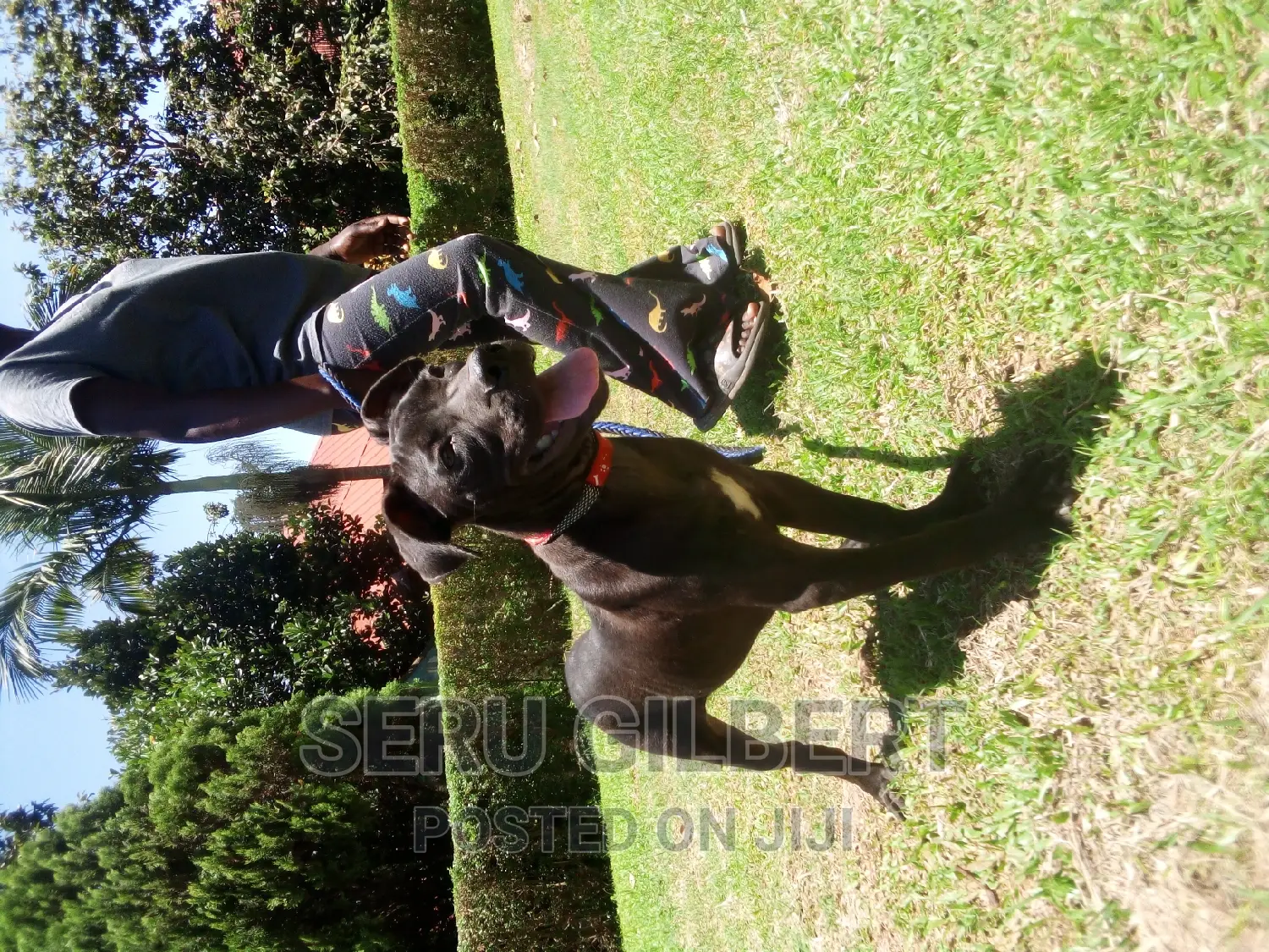 3-6 months Female Purebred Boerboel