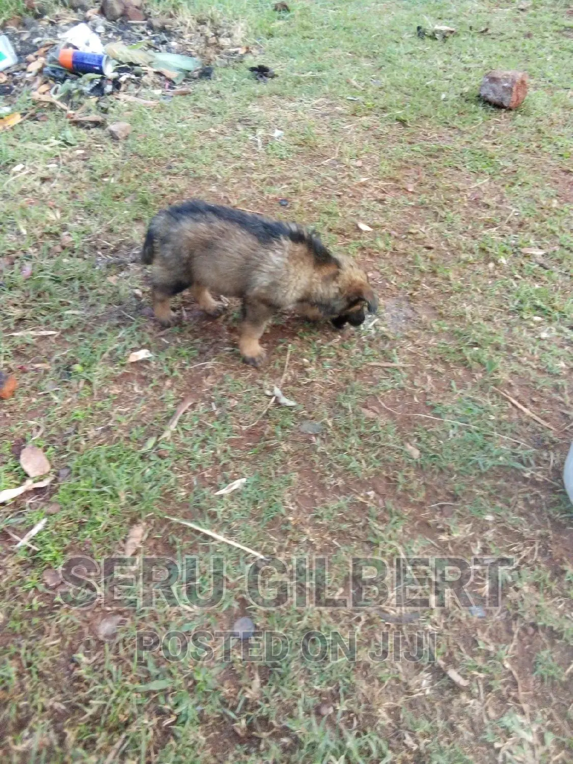 1-3 months Male Purebred German Shepherd