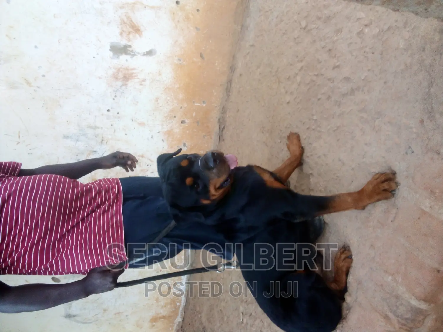 6-12 months Male Purebred Rottweiler