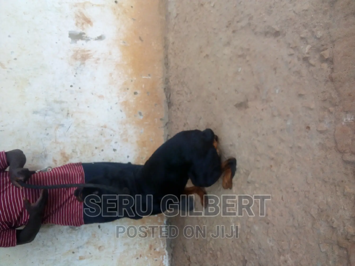 3-6 months Male Purebred Rottweiler