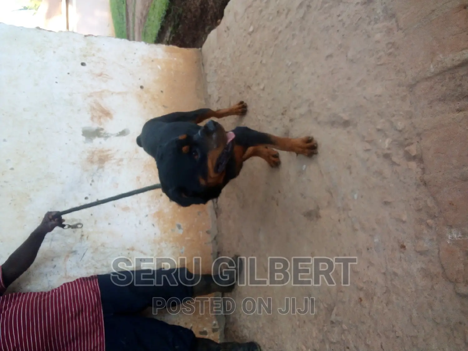 6-12 months Male Purebred Rottweiler