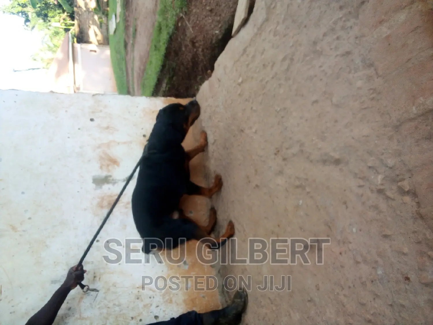 6-12 months Male Purebred Rottweiler