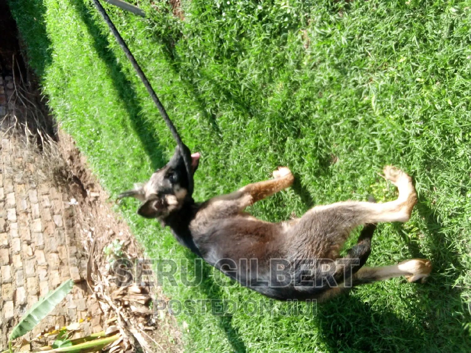 3-6 months Male Purebred German Shepherd