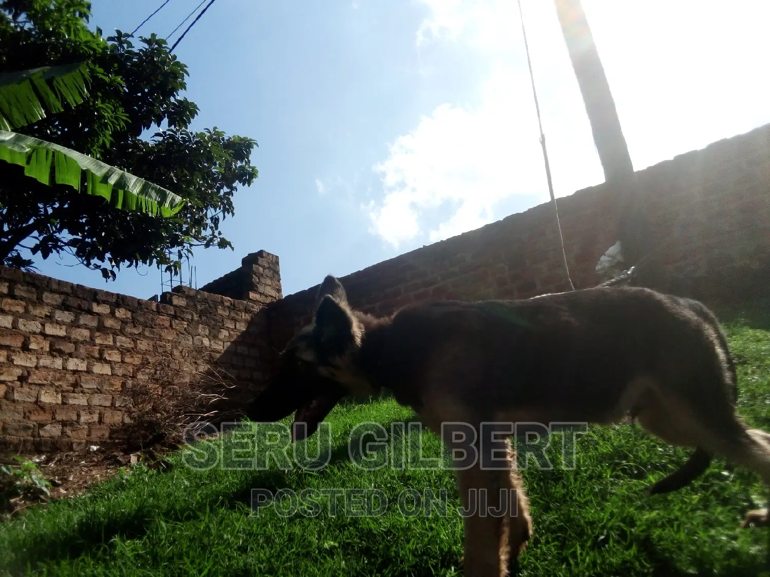 3-6 months Male Purebred German Shepherd