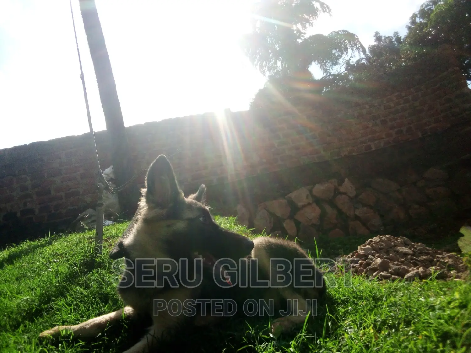 3-6 months Male Purebred German Shepherd
