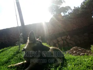 3-6 months Male Purebred German Shepherd