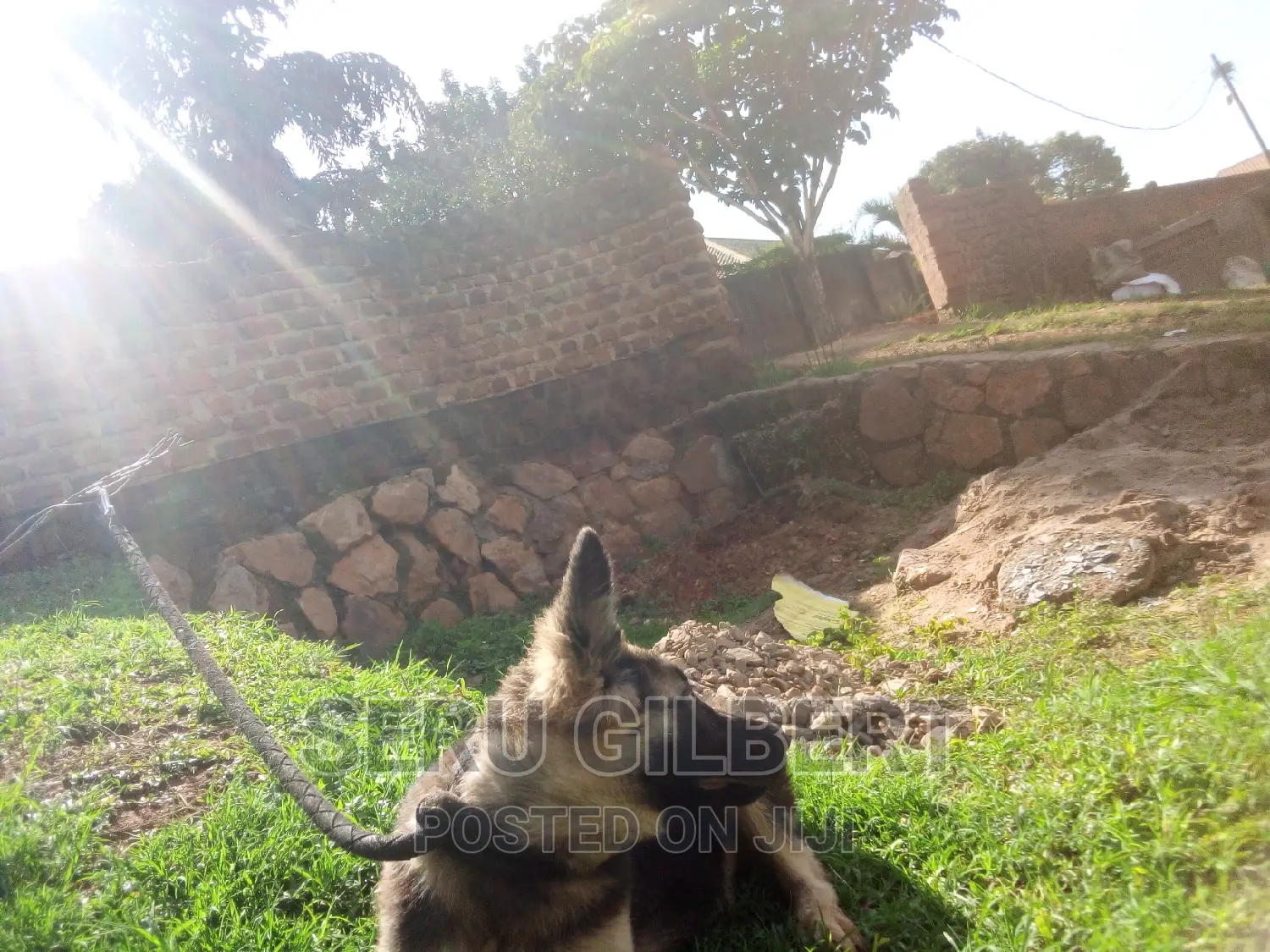 3-6 months Male Purebred German Shepherd