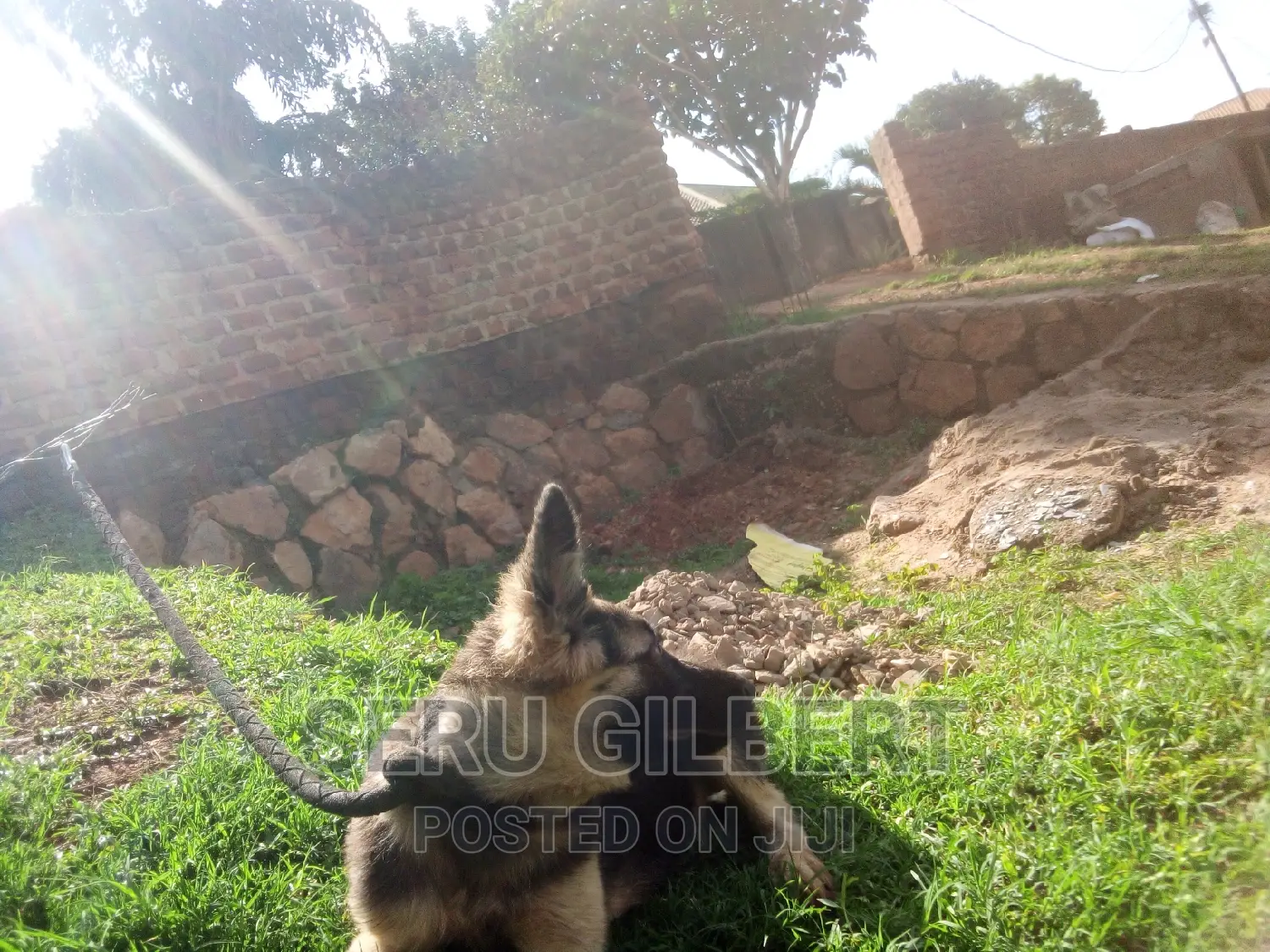 3-6 months Male Purebred German Shepherd