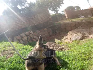 3-6 months Male Purebred German Shepherd