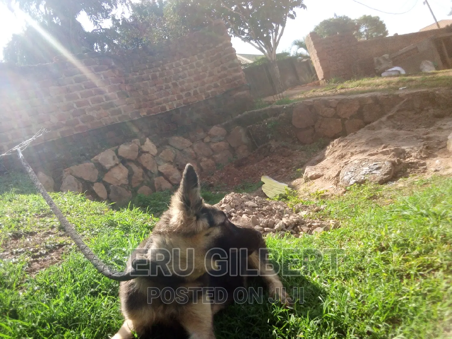 3-6 months Male Purebred German Shepherd