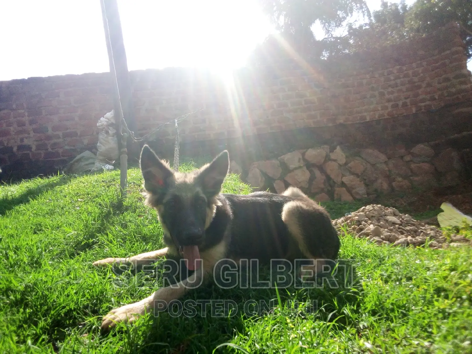 3-6 months Male Purebred German Shepherd