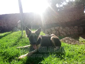 3-6 months Male Purebred German Shepherd