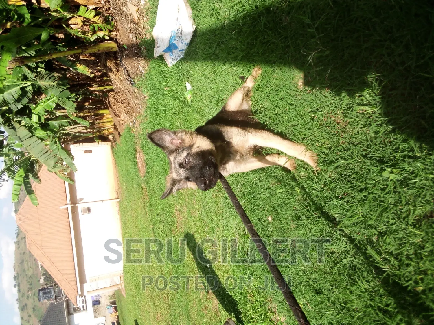 3-6 months Male Purebred German Shepherd