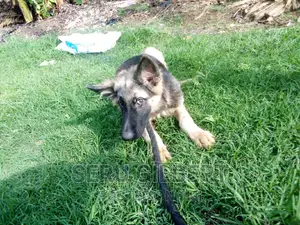 1-3 months Male Purebred German Shepherd