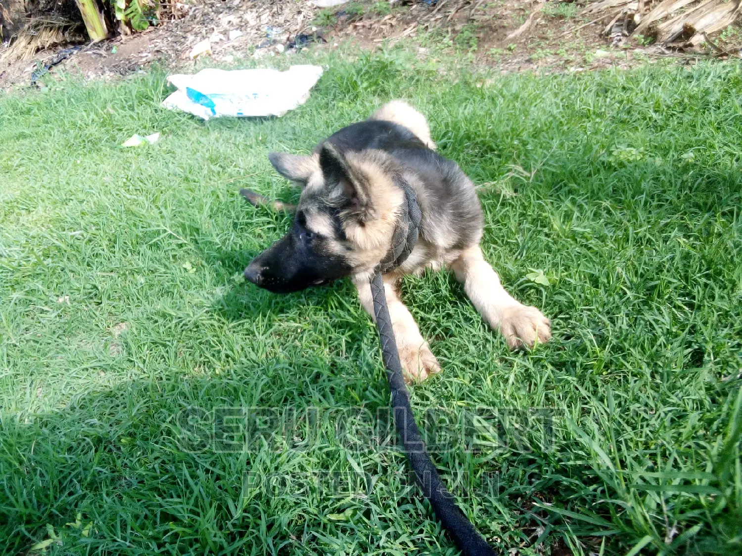 3-6 months Male Purebred German Shepherd
