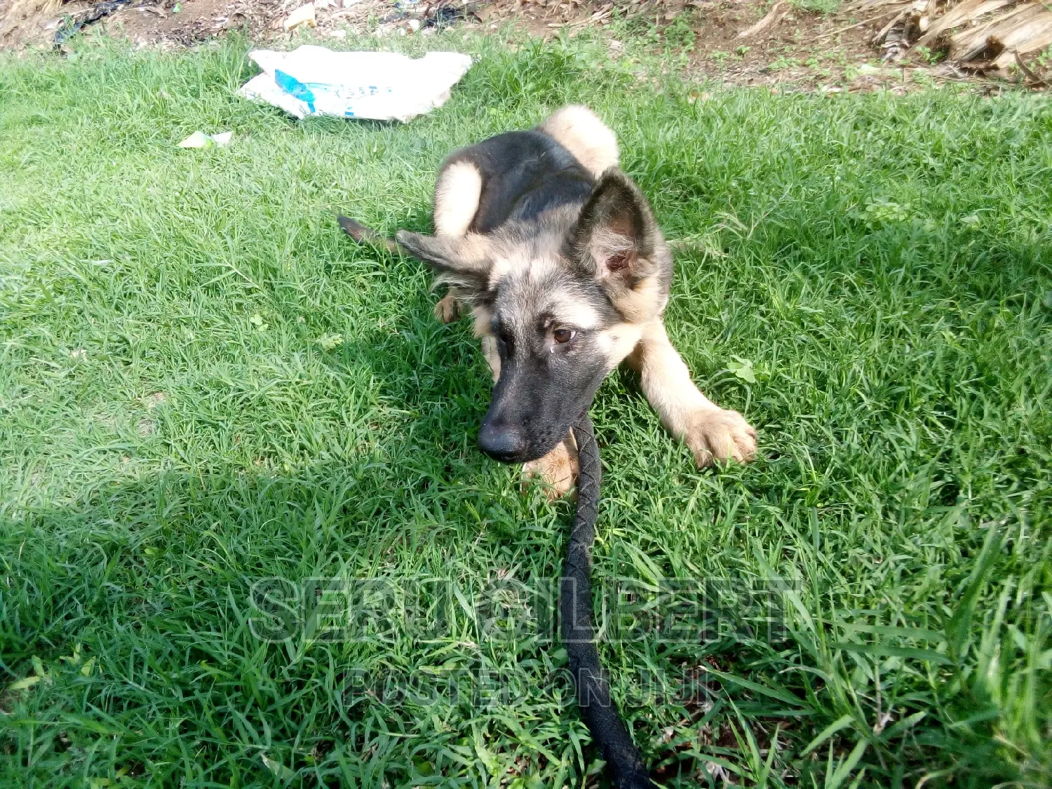 3-6 months Male Purebred German Shepherd
