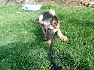 3-6 months Male Purebred German Shepherd