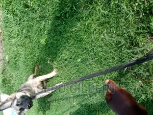 1-3 months Male Purebred German Shepherd