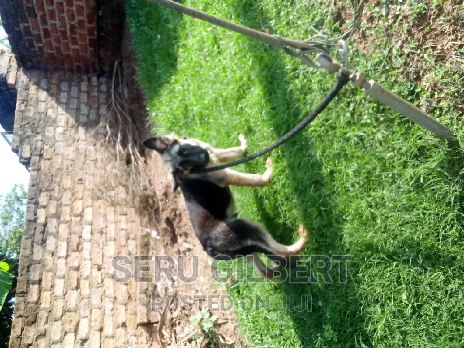 1-3 months Male Purebred German Shepherd
