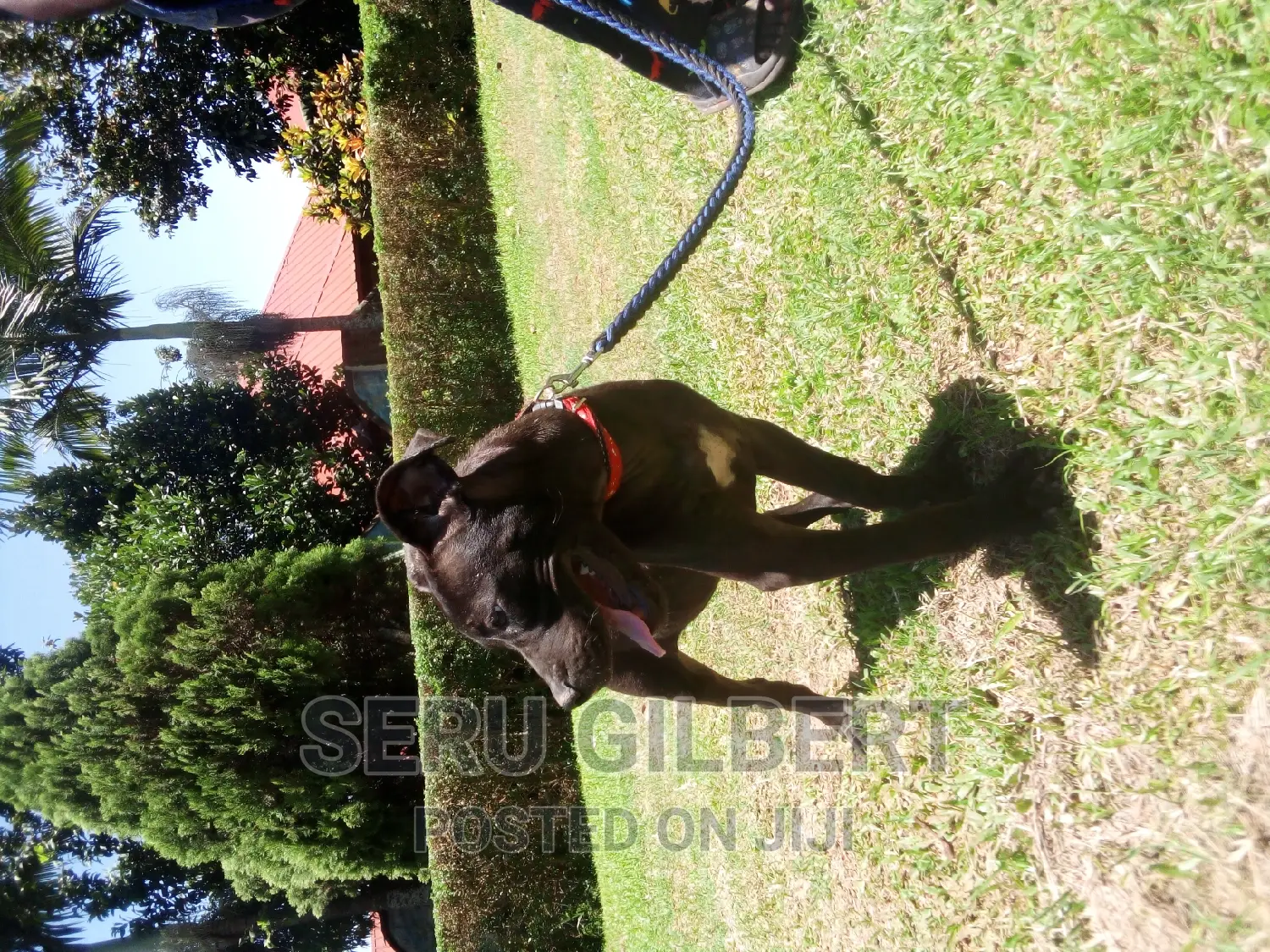 3-6 months Female Purebred Boerboel