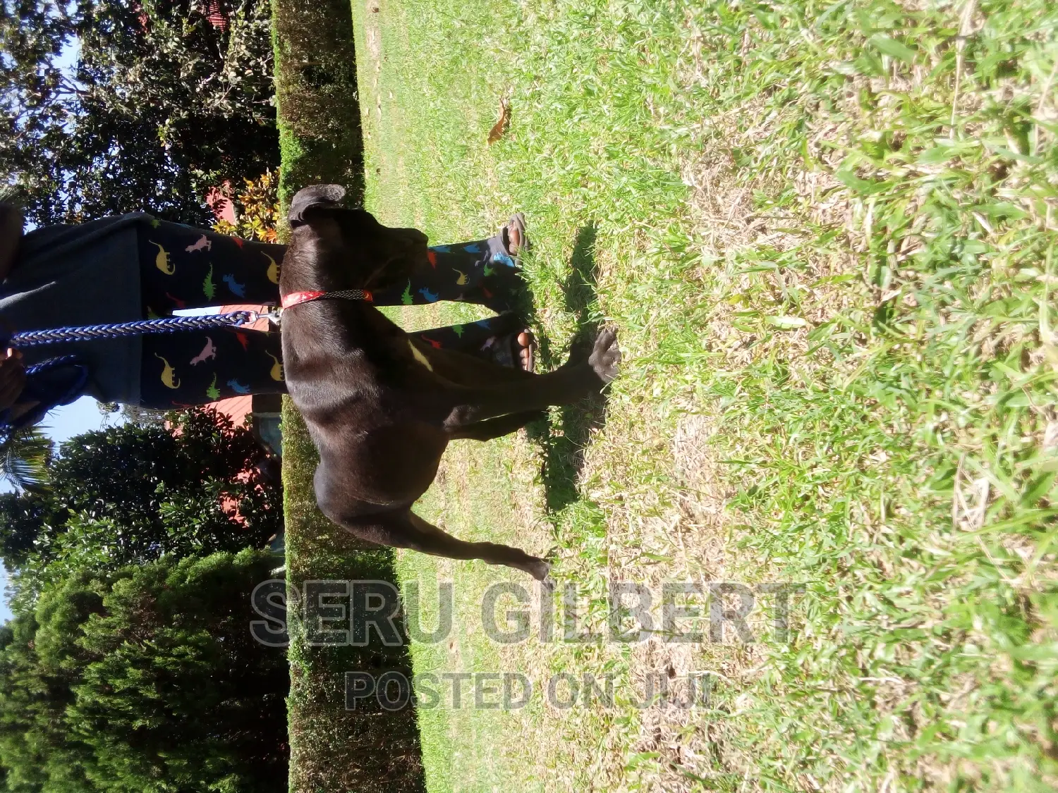 3-6 months Female Purebred Boerboel