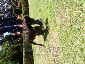 3-6 months Female Purebred Boerboel